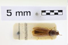 Foto (Dorsalansicht) von Athous cingulatus (NHMW-ZOO-COL-0008623)